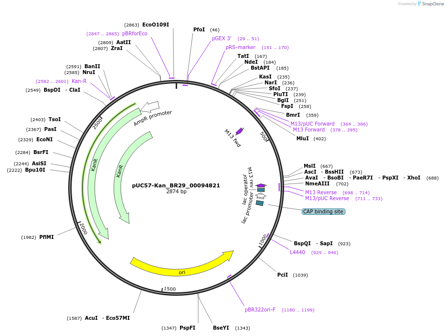 121213-plasmid-map-sequence-id-237950