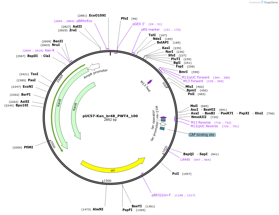 121264-plasmid-map-sequence-id-237952