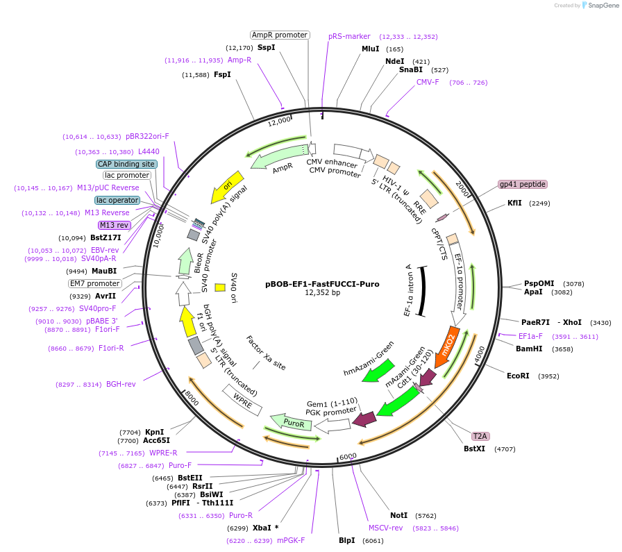 86849-plasmid-map-sequence-id-237968