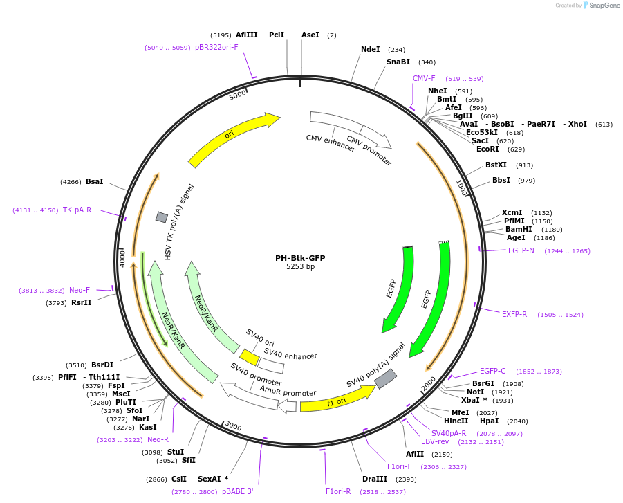 51463-plasmid-map-sequence-id-237974