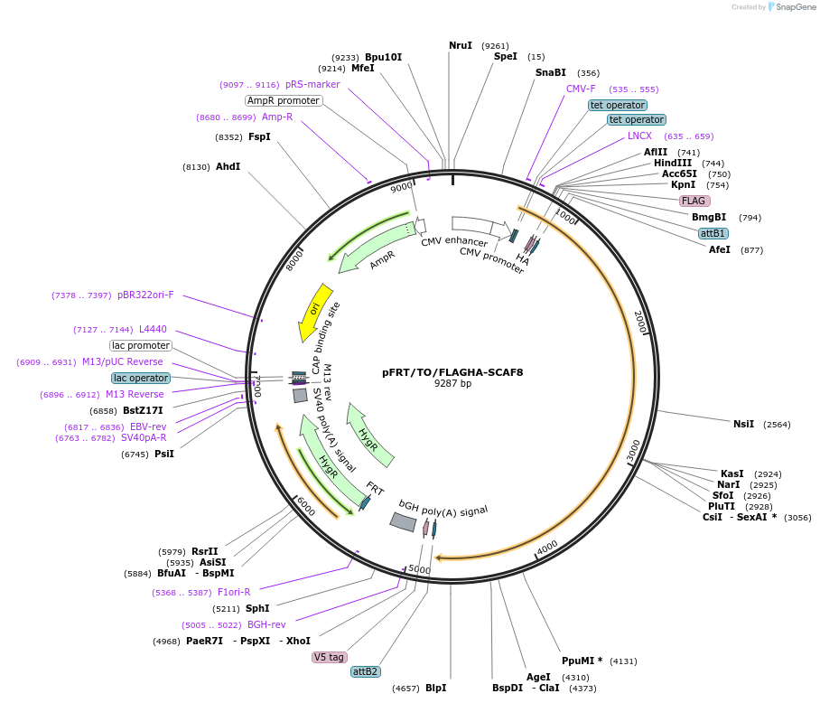 122470-plasmid-map-sequence-id-237976