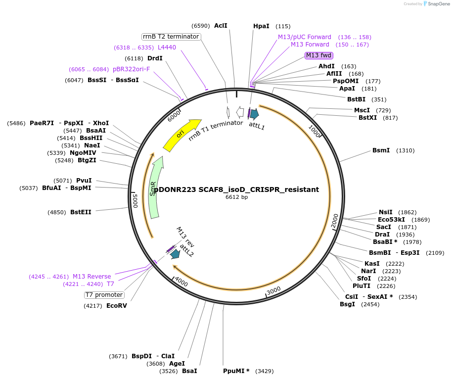 122468-plasmid-map-sequence-id-237997