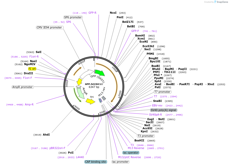 122871-plasmid-map-sequence-id-238033