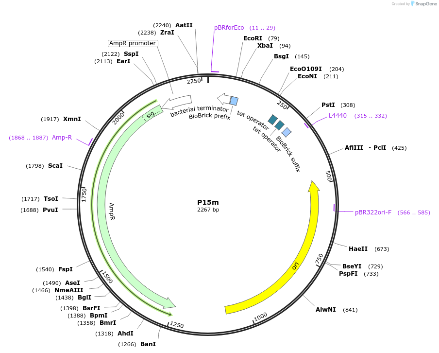 120939-plasmid-map-sequence-id-238035