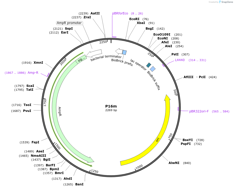120940-plasmid-map-sequence-id-238036