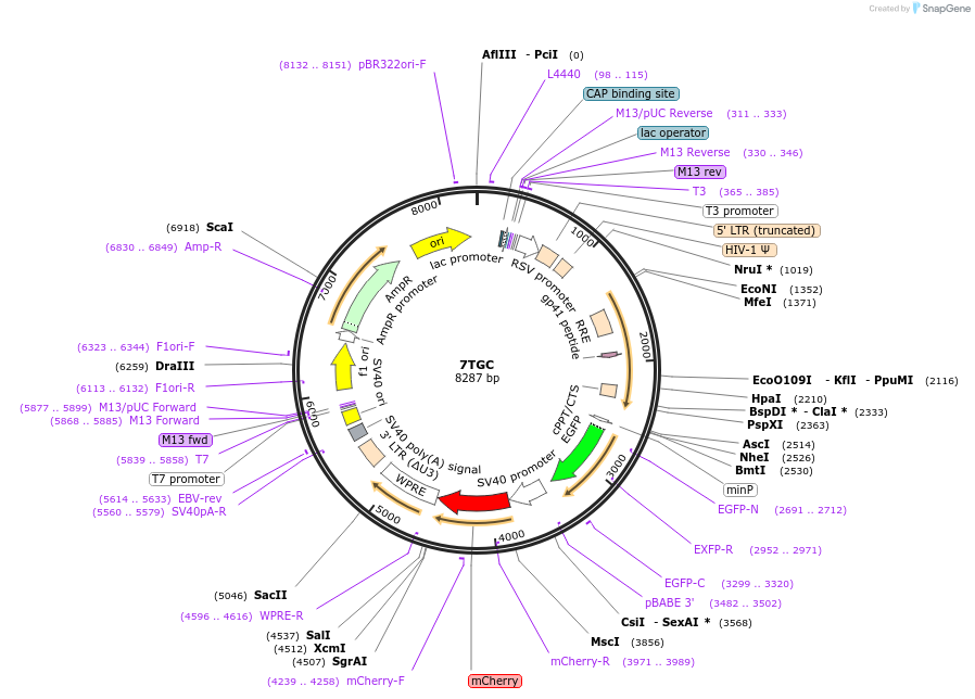24304-plasmid-map-sequence-id-238045