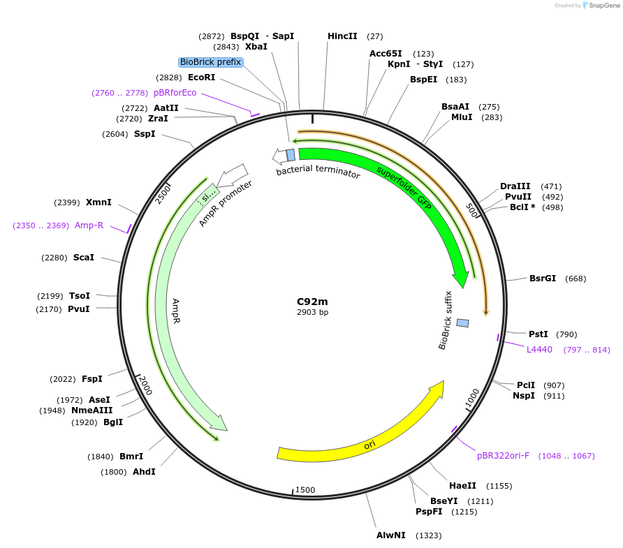 121000-plasmid-map-sequence-id-238058