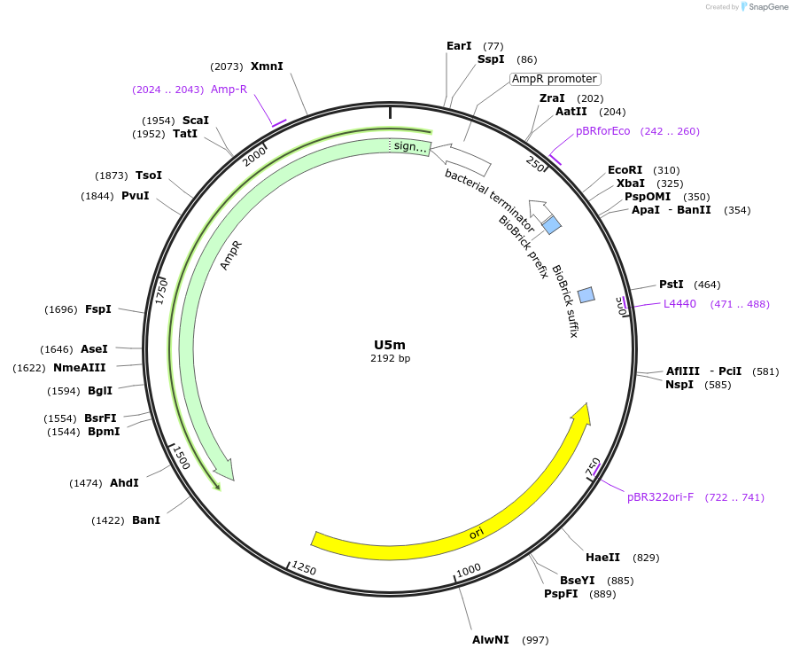 121018-plasmid-map-sequence-id-238061