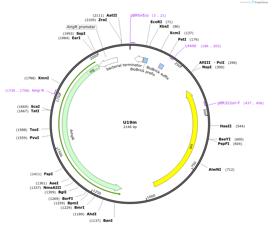 121024-plasmid-map-sequence-id-238066