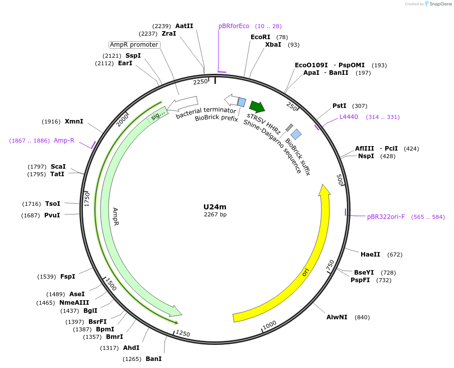 121026-plasmid-map-sequence-id-238071
