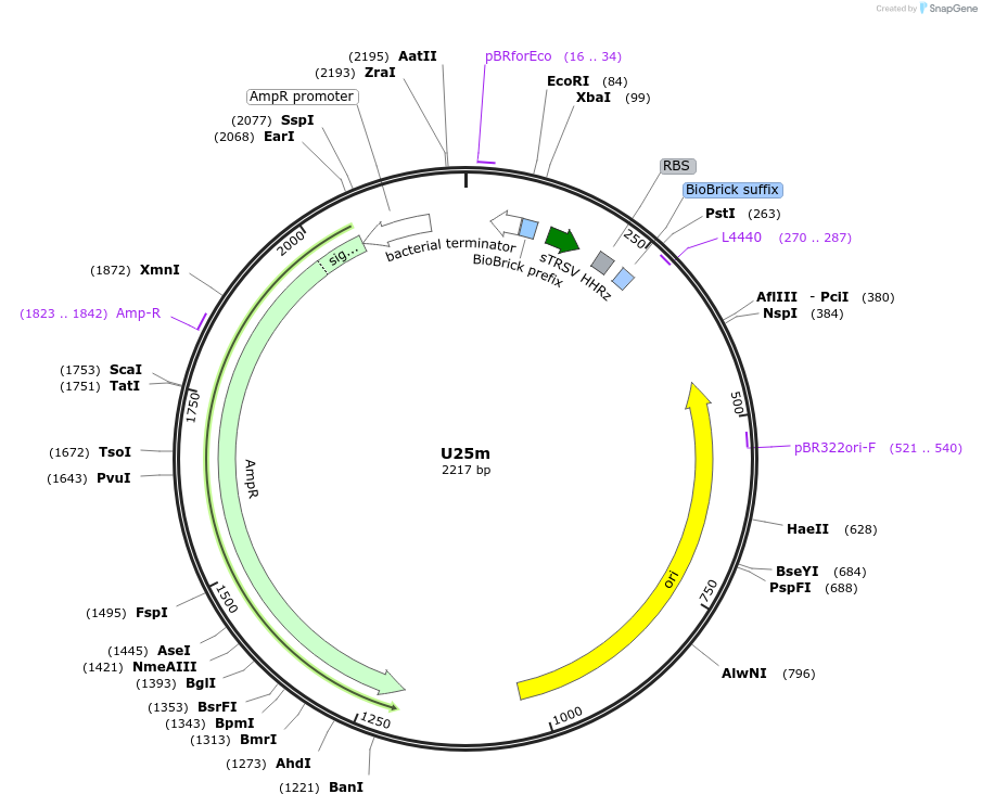 121027-plasmid-map-sequence-id-238073