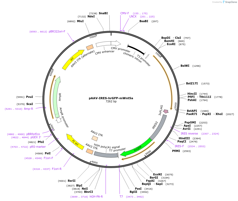 89772-plasmid-map-sequence-id-238086