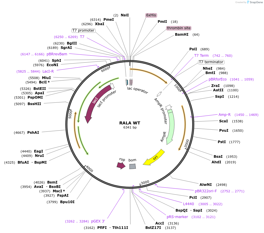 122925-plasmid-map-sequence-id-238091