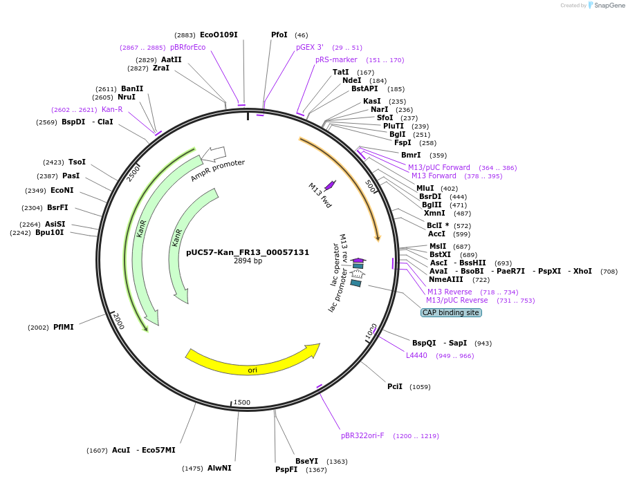 121300-plasmid-map-sequence-id-238092