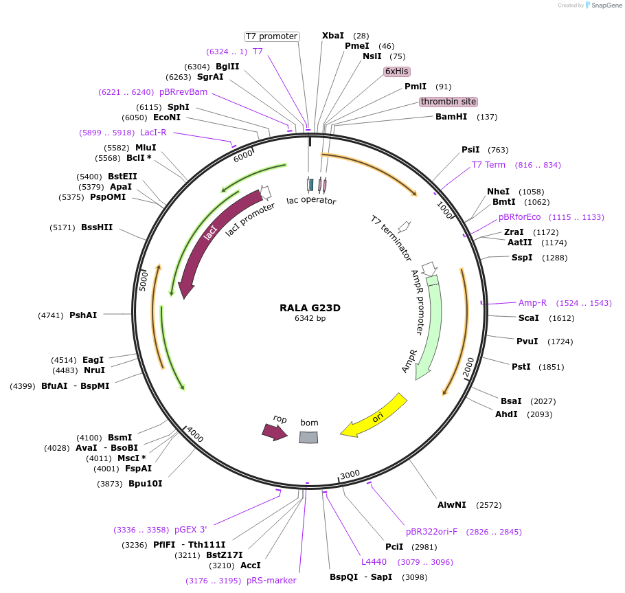 122926-plasmid-map-sequence-id-238094
