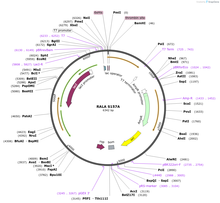 122930-plasmid-map-sequence-id-238117