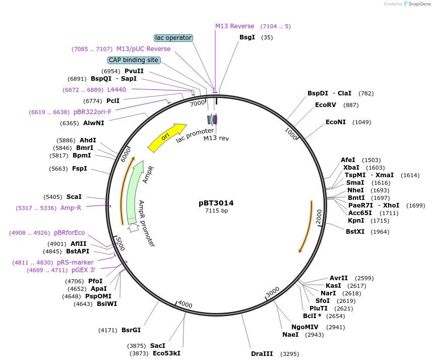 122540-plasmid-map-sequence-id-238121
