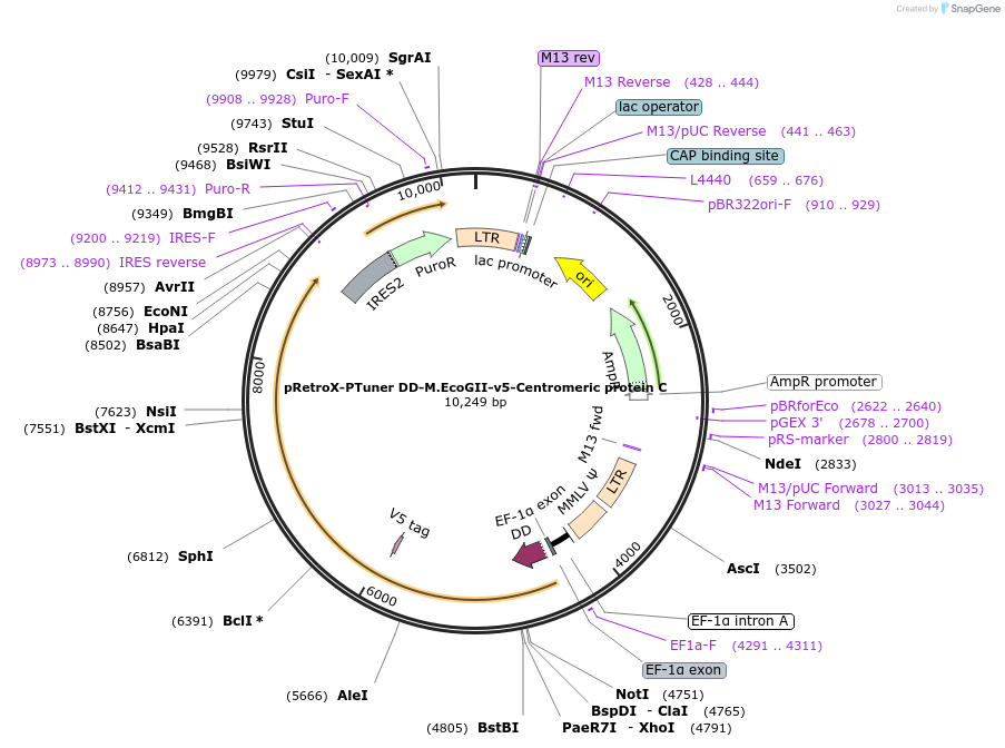 122085-plasmid-map-sequence-id-238127