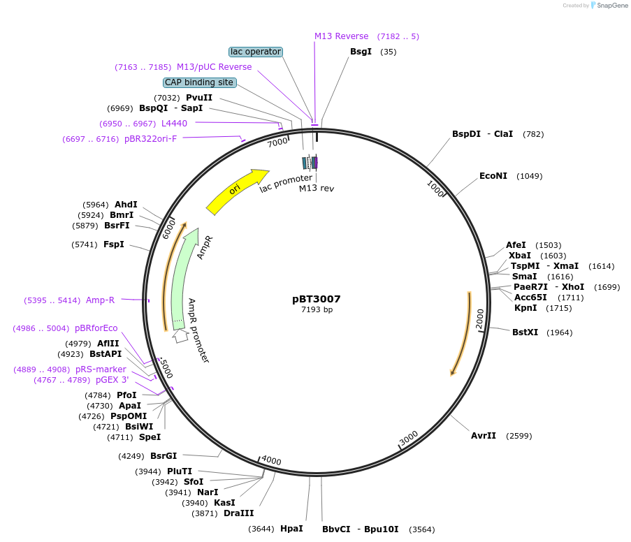 122538-plasmid-map-sequence-id-238129