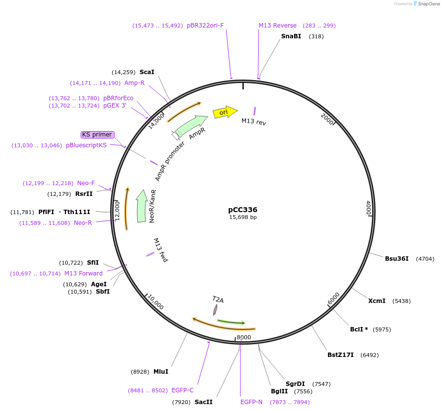 110167-plasmid-map-sequence-id-238139