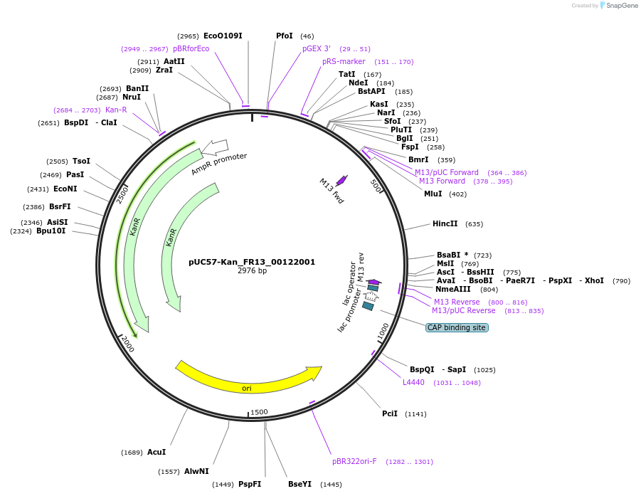 121330-plasmid-map-sequence-id-238146