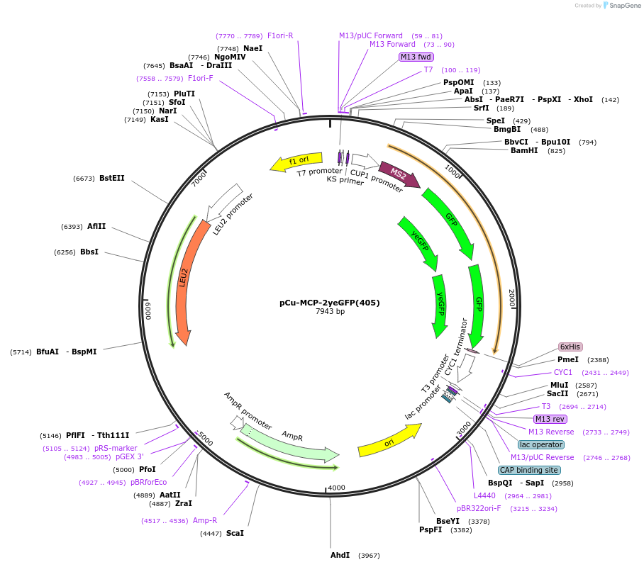 121419-plasmid-map-sequence-id-238148