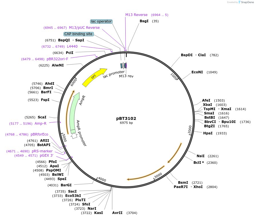 122548-plasmid-map-sequence-id-238198