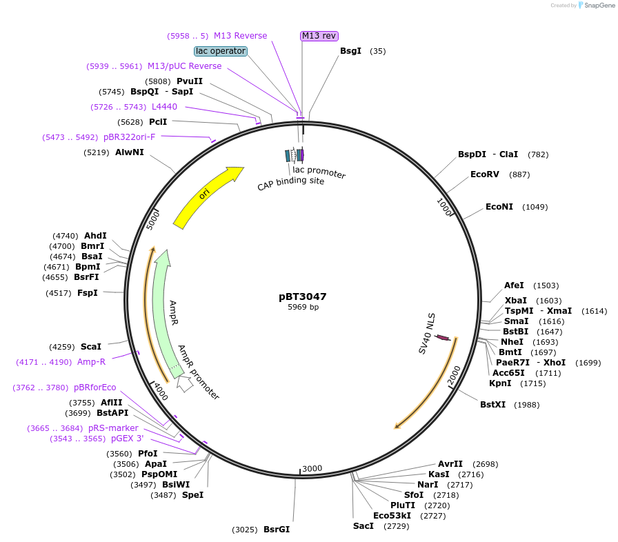 122547-plasmid-map-sequence-id-238211