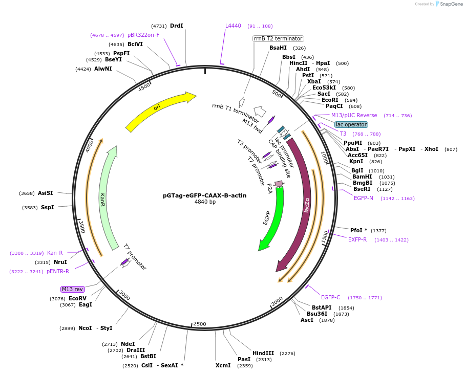 117816-plasmid-map-sequence-id-238276