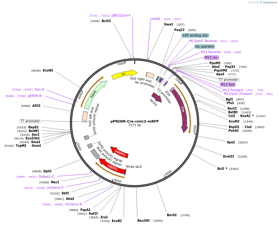 117793-plasmid-map-sequence-id-238292