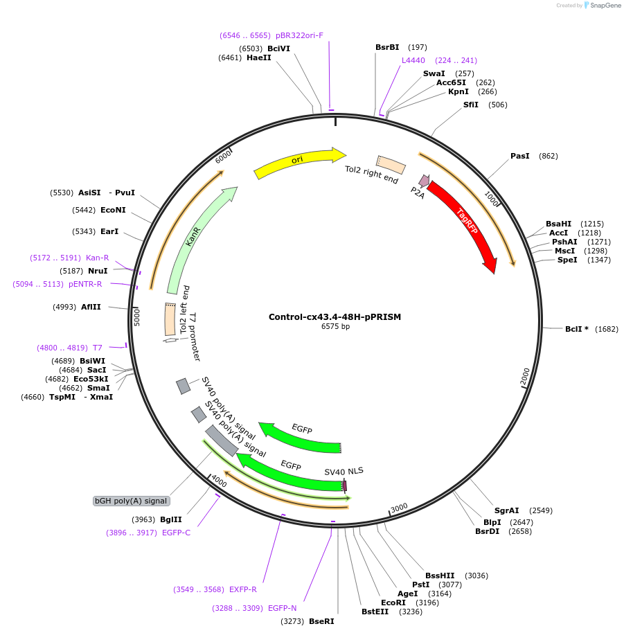 117801-plasmid-map-sequence-id-238295