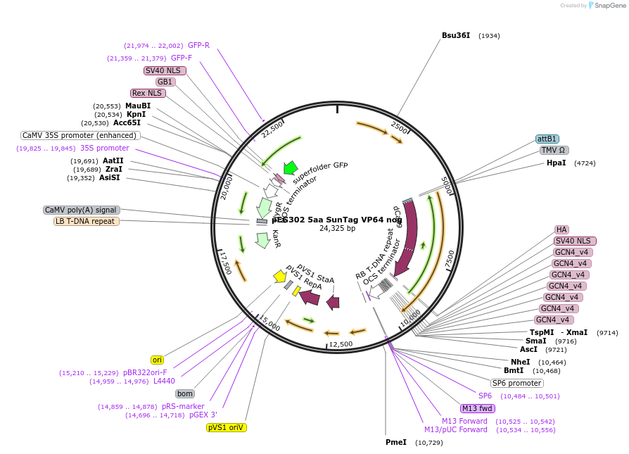 115480-plasmid-map-sequence-id-238309