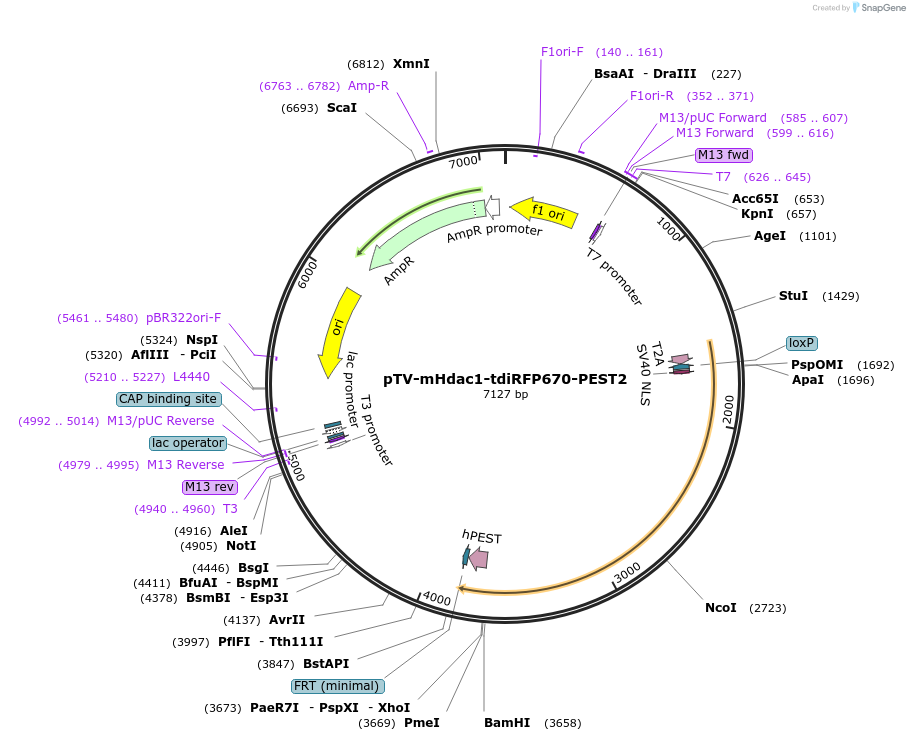 122351-plasmid-map-sequence-id-238329