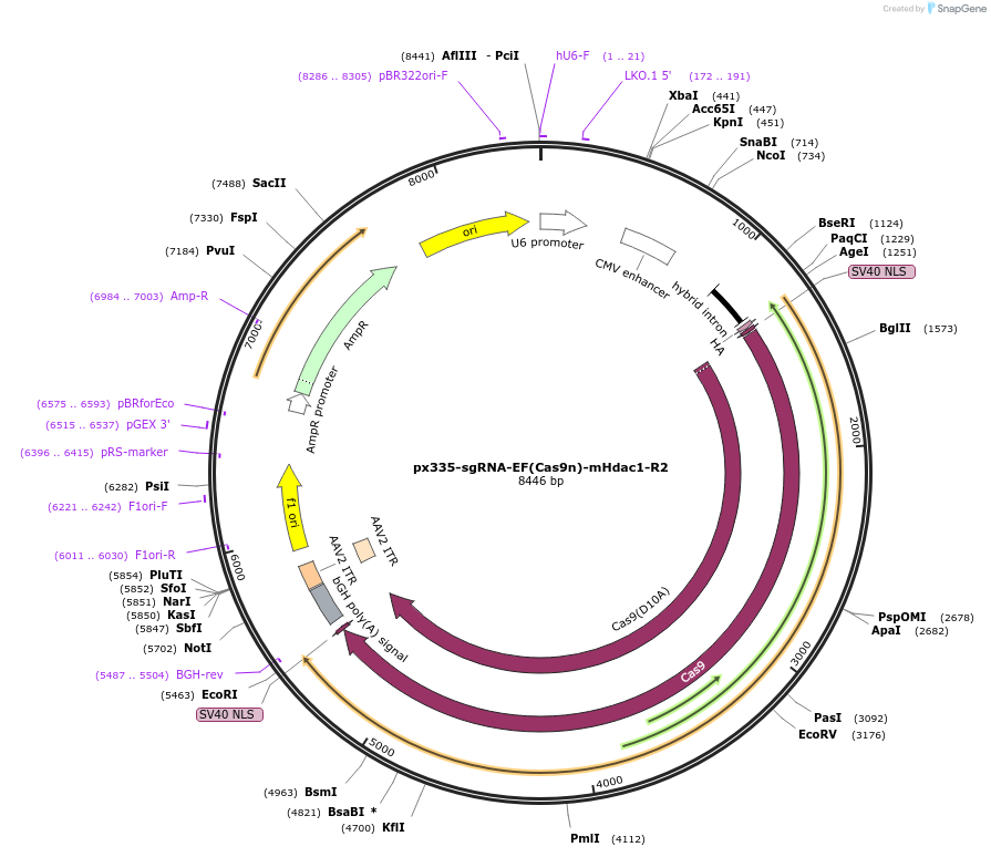 122308-plasmid-map-sequence-id-238332
