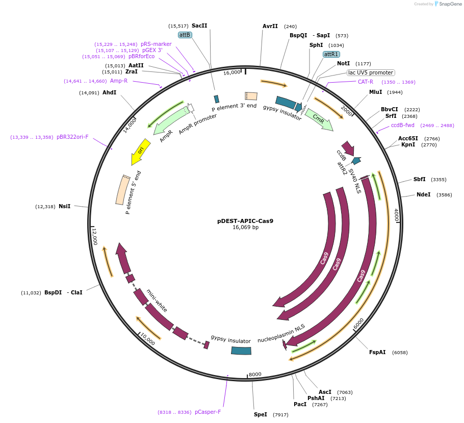 121657-plasmid-map-sequence-id-238383