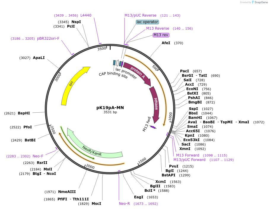 86973-plasmid-map-sequence-id-238427