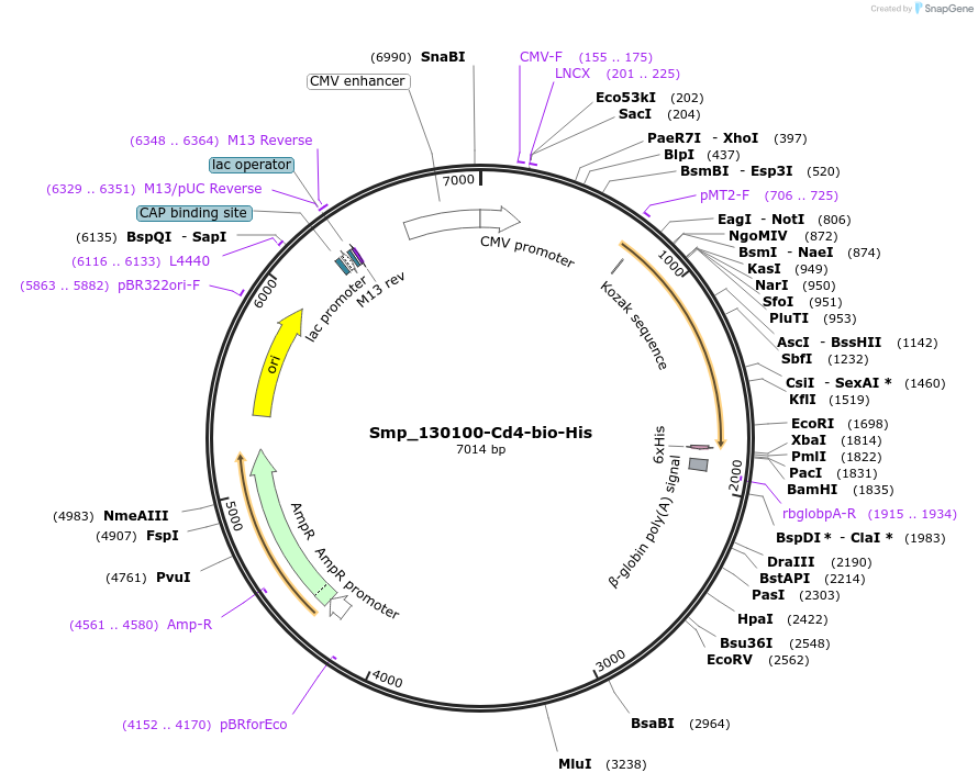 120651-plasmid-map-sequence-id-238433