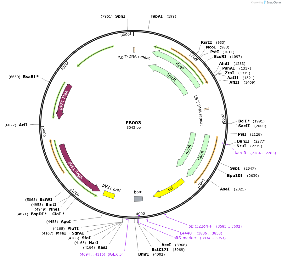 119677-plasmid-map-sequence-id-238439