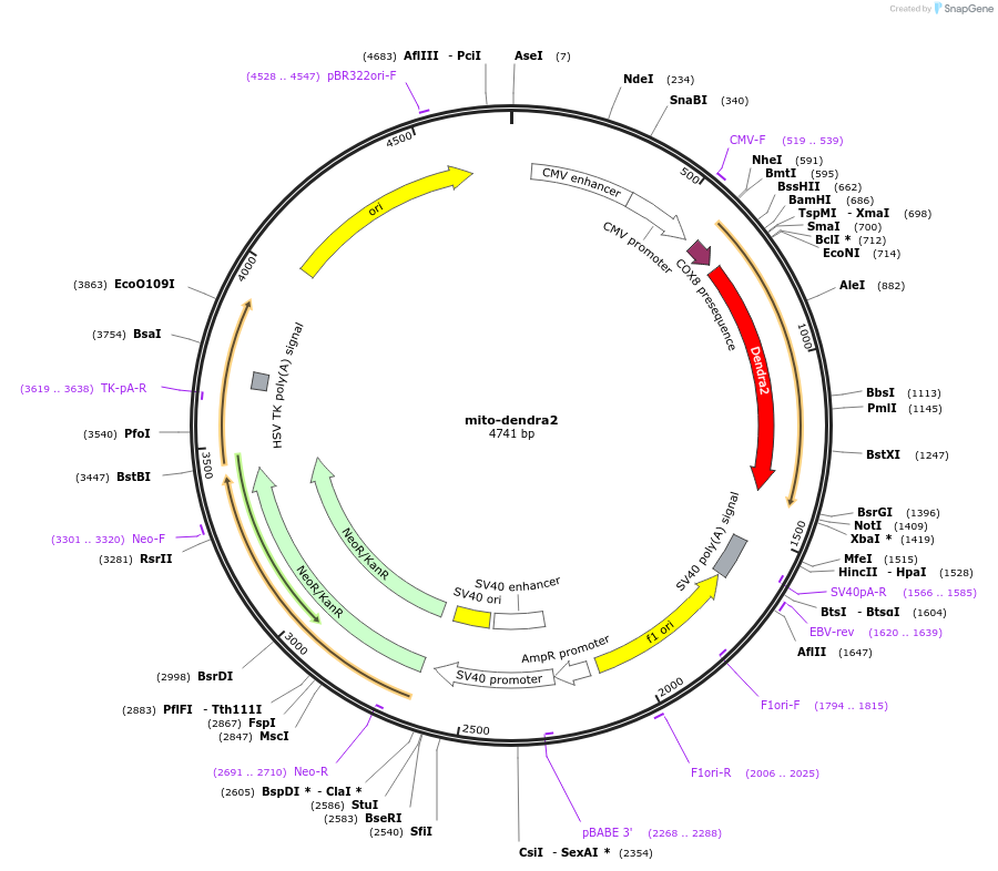 55796-plasmid-map-sequence-id-238441