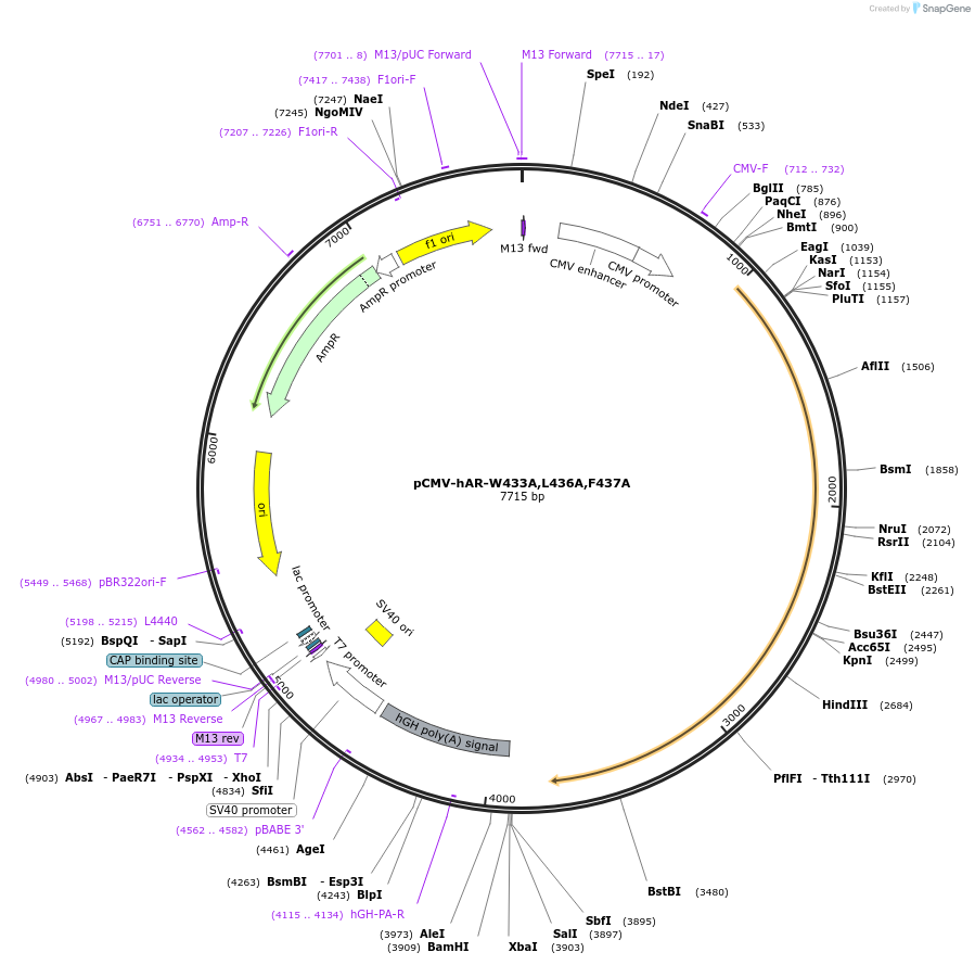 89086-plasmid-map-sequence-id-238446