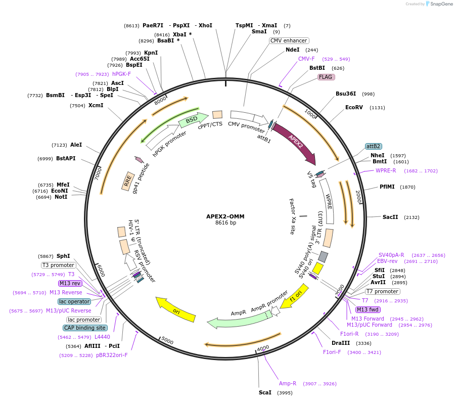79056-plasmid-map-sequence-id-238450