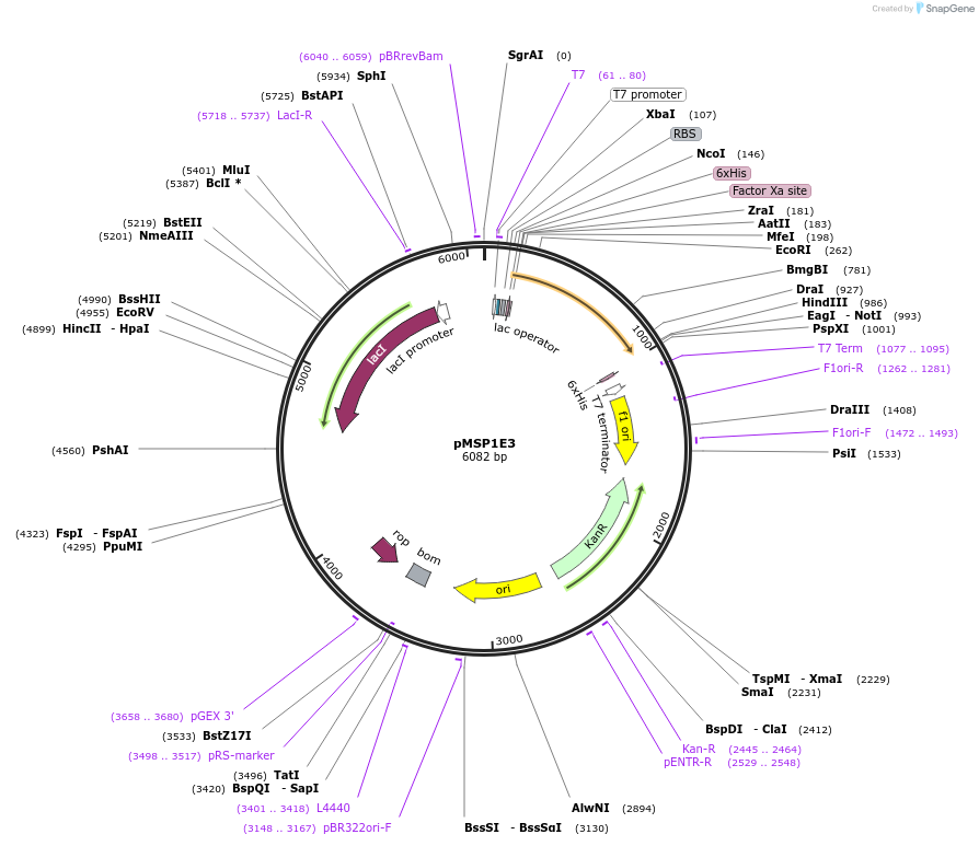 20064-plasmid-map-sequence-id-238490