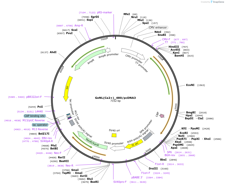 85205-plasmid-map-sequence-id-238494