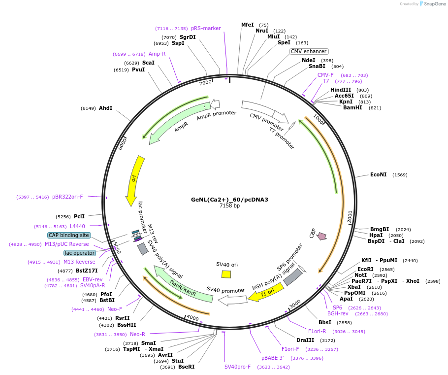 85207-plasmid-map-sequence-id-238497