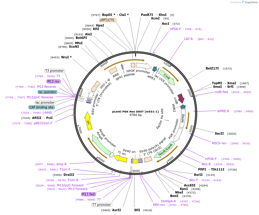 19067-plasmid-map-sequence-id-238501