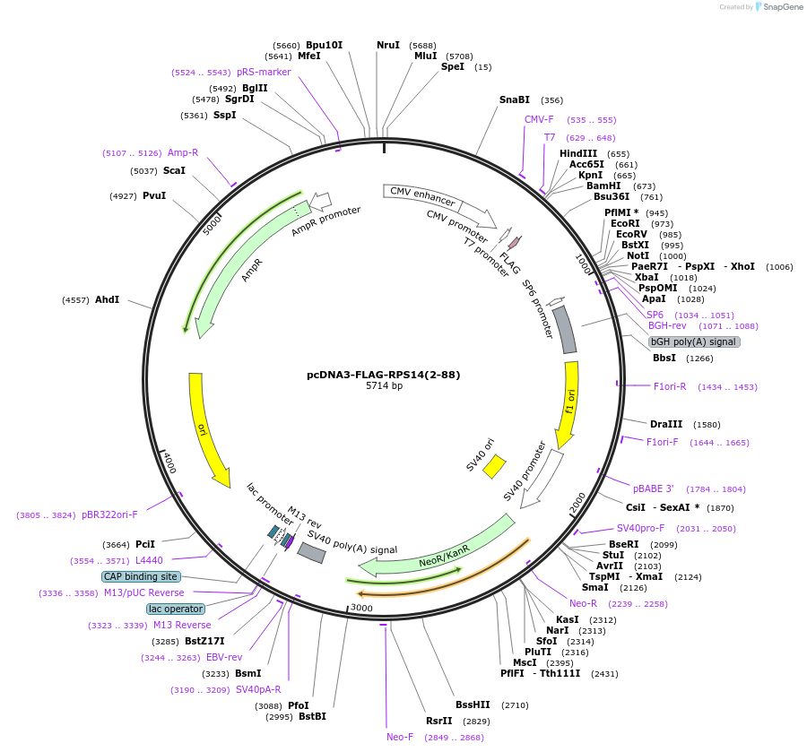 122298-plasmid-map-sequence-id-238512