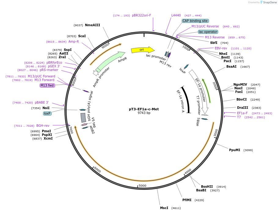 31784-plasmid-map-sequence-id-238516
