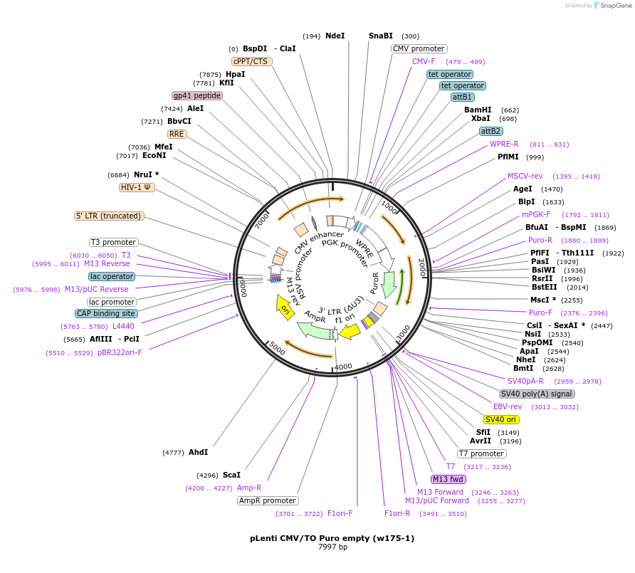 17482-plasmid-map-sequence-id-238519