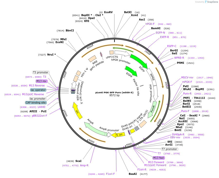 19070-plasmid-map-sequence-id-238522