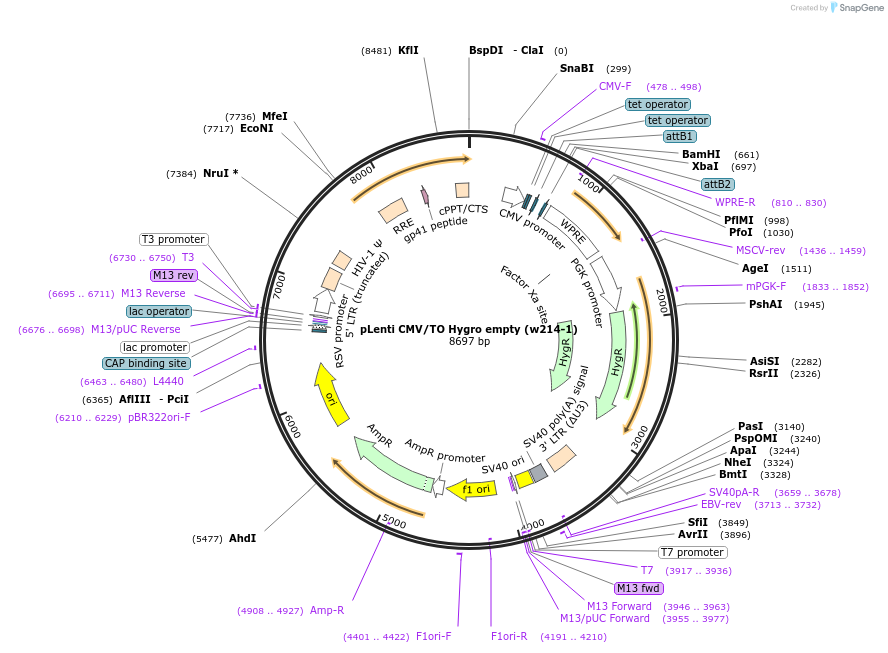 17484-plasmid-map-sequence-id-238524